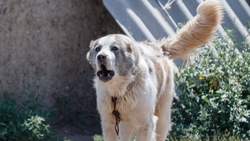 Бастрыкин взял на контроль ситуацию с нападением собаки на ребёнка в КЧР