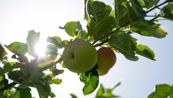 В Новоалександровском округе расширят суперинтенсивный сад — губернатор