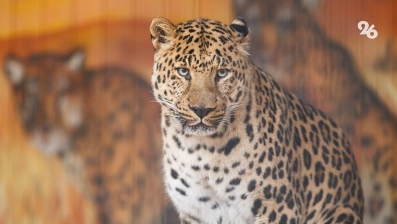 Местонахождение леопарда Лео в Осетии неизвестно с мая 2023 года