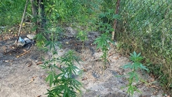 Несколько десятков кустов конопли нашли у жителя Пятигорска