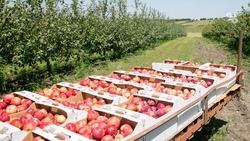 Около 15 тыс. тонн яблок убрали в Георгиевском округе