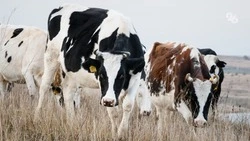 Производство сельхозпродукции нарастили на Ставрополье на 154,8 млн рублей