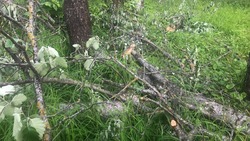 Вырубка деревьев обеспокоила жительницу Ставрополя