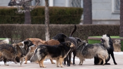 Жители Лермонтова пожаловались на бродячих собак 