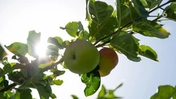 Спасать сады от вредителей пестицидами рекомендовали ставропольцам