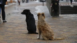 Жители Михайловска просят полицию найти предполагаемых убийц дворовой собаки