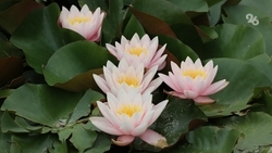 В Астраханской области начался сезон цветения краснокнижных лотосов