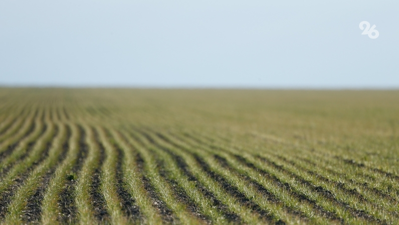 Ставропольская компания не оповестила пчеловодов о распылении химикатов в полях