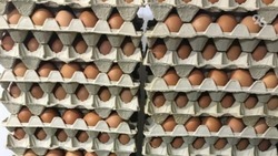 С начала года производство яиц на Ставрополье выросло на 11,6%