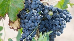 Более 250 тонн винограда импортировало Ставрополье из Узбекистана и Индии