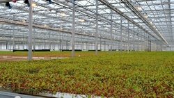 Первый урожай салатов и зелени собрали в Предгорном округе 