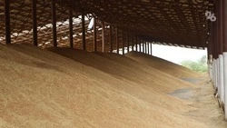 Аграрии Ставрополья завершили жатву и собрали почти 9,3 млн тонн зерна