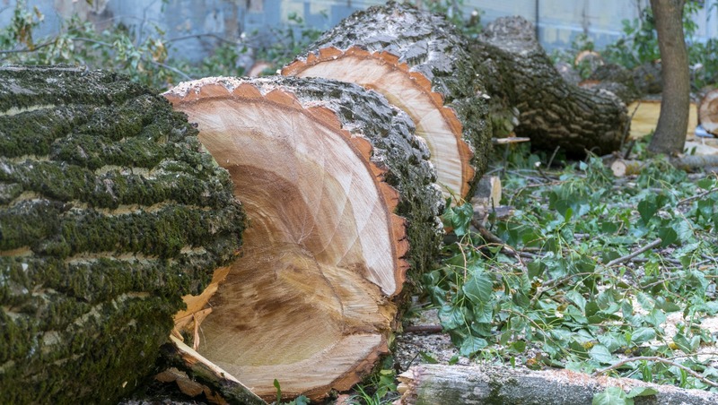 Житель Апанасенковского округа планировал построить забор из незаконно срубленных деревьев 