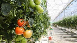 Производство тепличных овощей на Ставрополье выросло на 20%