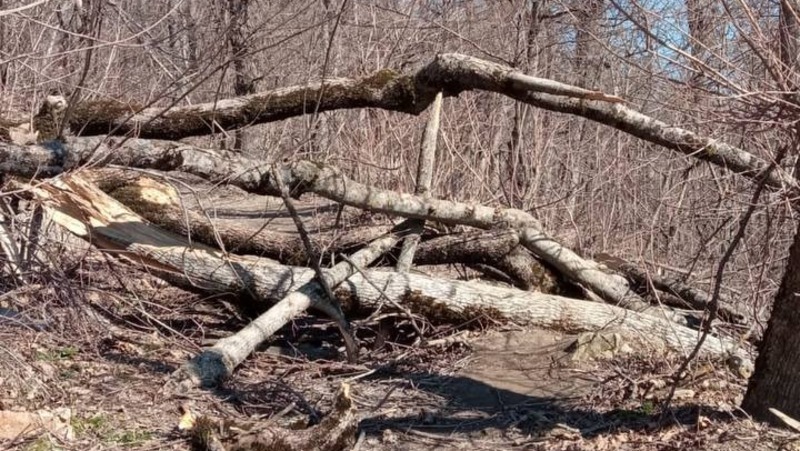 Упавшие деревья начали убирать с экотропы в Железноводске