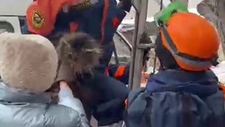 Ставропольские спасатели помогли застрявшему на дереве коту 