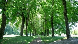 Новые правила лесного семеноводства вступят в силу в России с 1 сентября