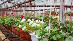 В новых теплицах Ставрополя смогут выращивать 600 тыс. цветов за сезон
