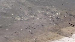 Мёртвых карасей обнаружили на Старом озере в Кисловодске
