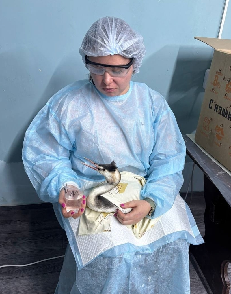 Волонтёр со Ставрополья поучаствовала в реабилитации анапских птиц