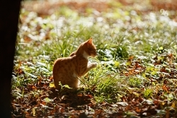 Более 2700 кошек и собак пропали за год в Ставропольском крае