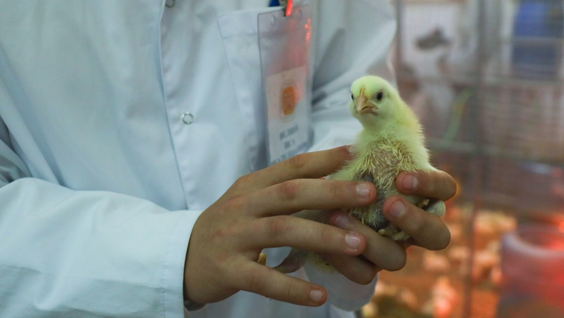 Учёные ставропольского аграрного вуза проводят исследование в сфере птицеводства