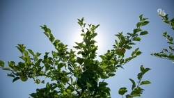 За тепловой удар, полученный при выполнении работы, предполагаются выплаты