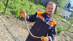 На Ставрополье спасатели достали змею из собачьей будки