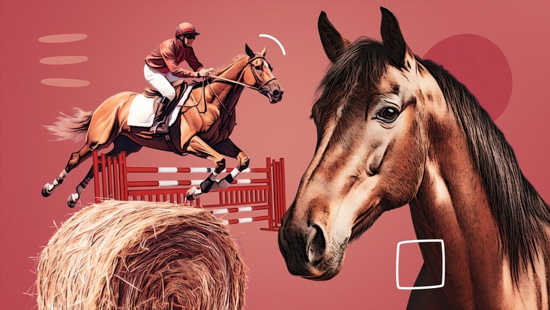 Аллюр, уздечка и барьеры: как и где ставропольцев обучают конкуру и общению с лошадьми