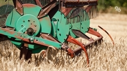 Свыше 23 тыс. тонн зерна нового урожая отправили на экспорт ставропольские аграрии