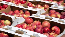 Урожай яблок на Ставрополье составил 75 тыс. тонн