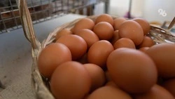 Яйца и поездка на отдых в ОАЭ подорожали на Ставрополье в середине февраля
