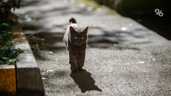 До +20 градусов прогреется воздух на Ставрополье в понедельник, 10 ноября