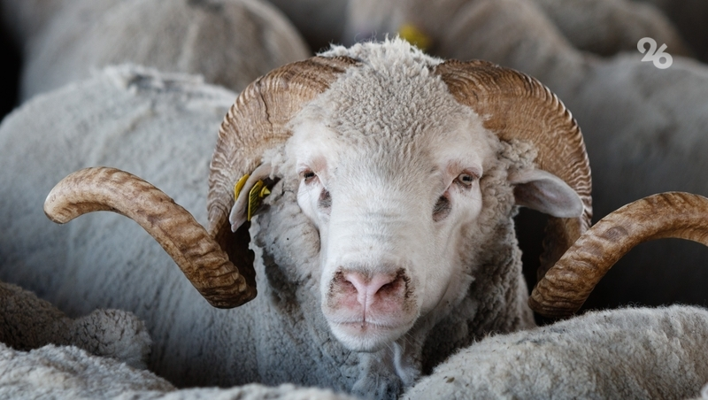 Фестиваль баранины пройдёт во время Кавказского инвестфорума на Ставрополье