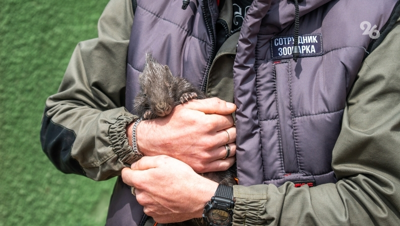 Детёныши дикобразов, муфлонов и енотовидных собак появились в Ставропольском зоопарке