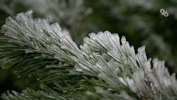 Заморозки до -5 градусов ожидаются на территории Ставропольского края 