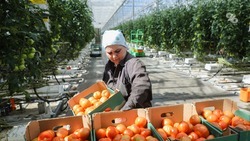 Сельхозкооперативы Ставрополья получили более 440 миллионов рублей в качестве господдержки