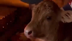 Житель Дагестана спас упавшего в разлившуюся горную реку телёнка