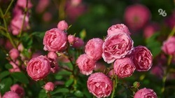 Около 2,5 миллионов роз завезли из Армении на Ставрополье с начала года