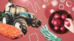 До 80 тонн с гектара: хозяйство в Труновском округе поделилось первым опытом выращивания лука