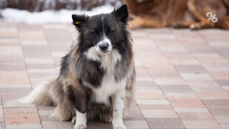 На Ставрополье внесены поправки в закон о безнадзорных животных