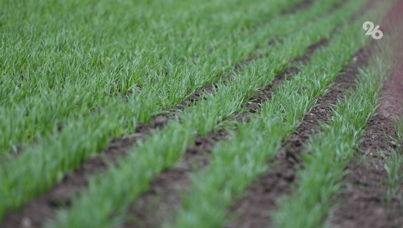 Ранними яровыми на Ставрополье засеяли 91% запланированных площадей 