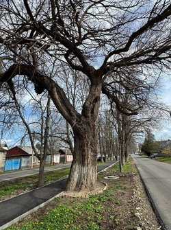 Самую большую шелковицу в Железноводске посадили шотландцы