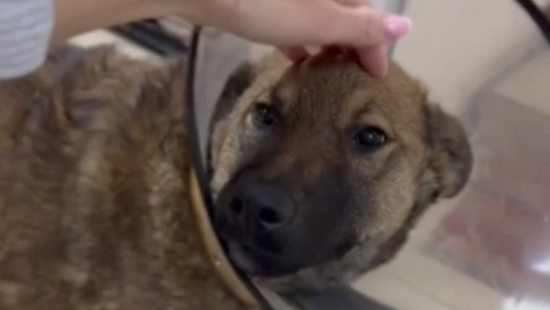 Глава Кисловодска попросил горожан помочь приютить бездомного пса