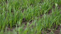 В Кочубеевском округе создадут семеноводческий центр