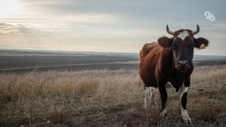 Два новых направления поддержки животноводов появились на Ставрополье