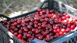 На Ставрополье собрали более 45,5 тонн черешни