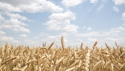 В 2025 году урожайность зерновых на Ставрополье выросла на 20%