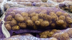 Почти 50 тыс. тонн картофеля собрали на Ставрополье 