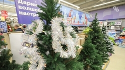 Россиянам напомнили об административной ответственности за вырубку елей